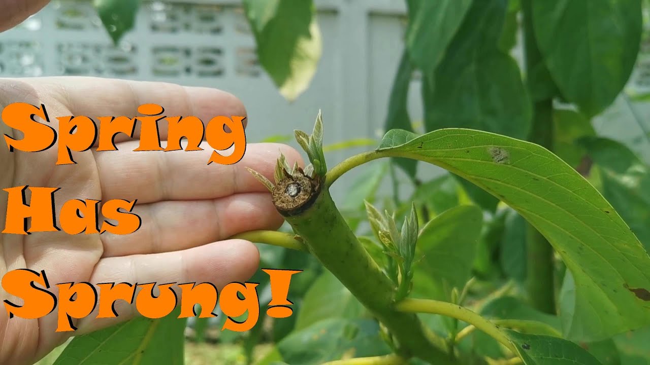 Ep.13 Spring Has Sprung!