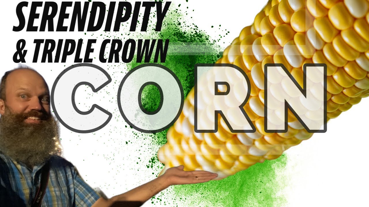 Planting Serendipity and Triple Crown Yellow Hybrid Corn - EP 159 - YouTube