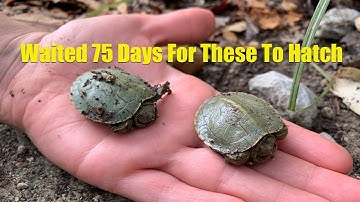 Red Eared Slider turtle lays her eggs and they hatch 75 days later.