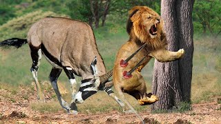 Top 10 Antelope That Can Take Down Lion King | Lion Vs Kudu, Gemsbok, Wildebeest, Roan Antelope
