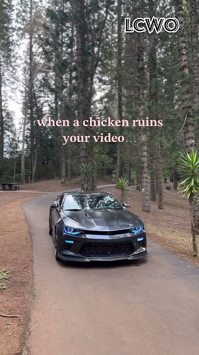 Why did the chicken cross the road? #Camaro #hellcat #chicken #funny #lcwo