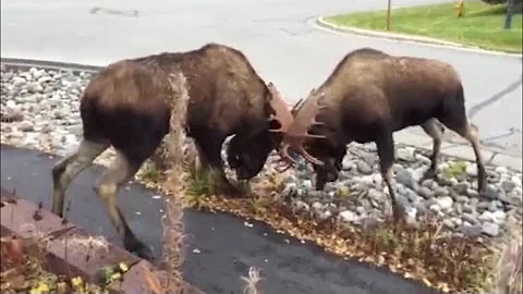 Two moose duke it out in Alaska neighborhood