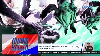 Halos Isang Dosenang Leatherback Baby Turtles, Pinakawalan Sa Indian Ocean | Unang Balita