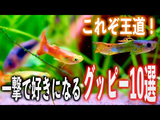 グッピー年鑑　GUPPY BASE-BOOK VOL.1 & 2 グッピー年鑑 GUPPY BASE-BOOK VOL.1 & 2 グッピー年鑑 GUPPY