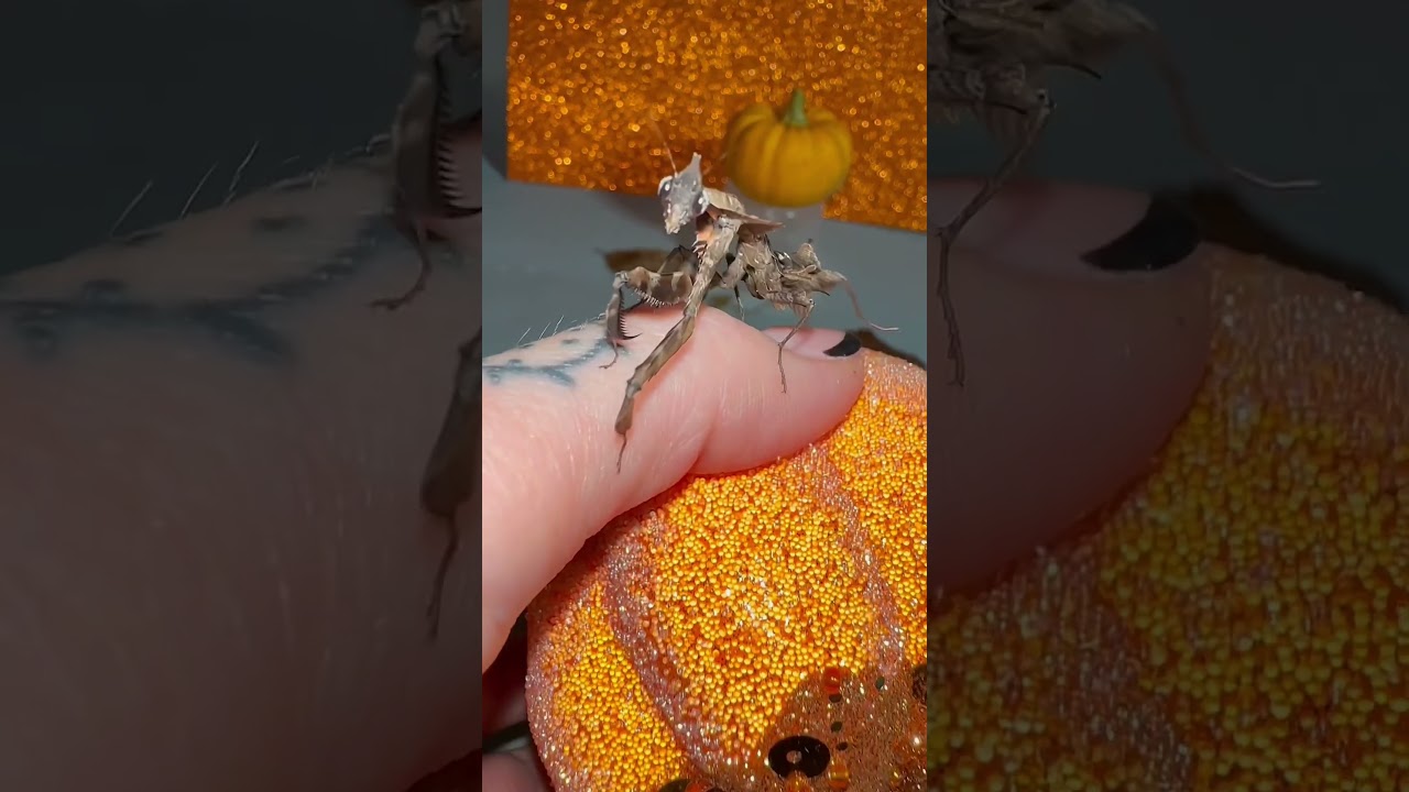 Ghost mantis! Then & now