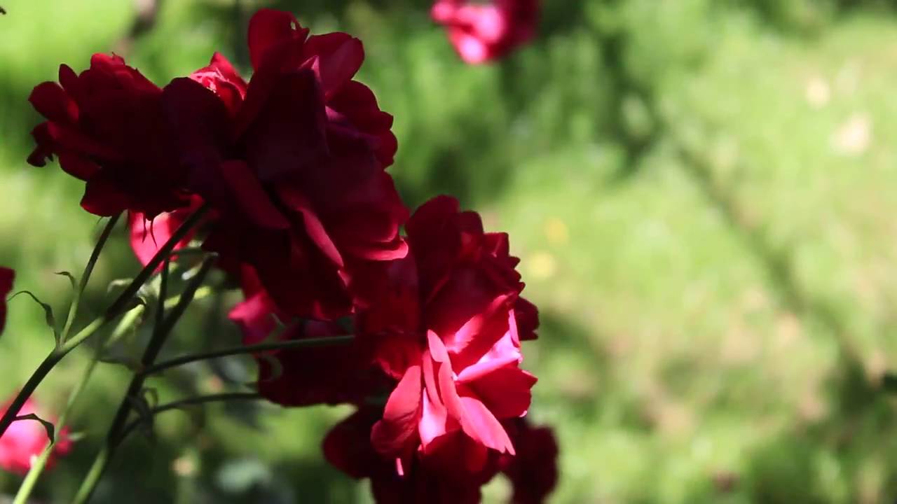 Red Rose 2  HD Background Video 1080p