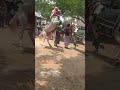 Horse  dance