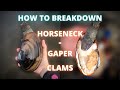 How To Breakdown A Gaper Horseneck Clam How To Breakdown A Gaper Horseneck Clam