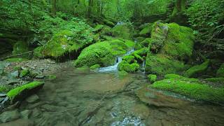 Deep Forest Stream Sounds 🌿 Living Water Ambience for Relaxation and Sleep