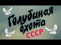 Голубиная охота! Голуби и Голубятники СССР!