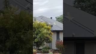 If you're a Hitchcock fan or just like Cockatoo's move to blakeview south Australia