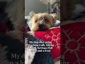 The struggles of living the #doglife are real