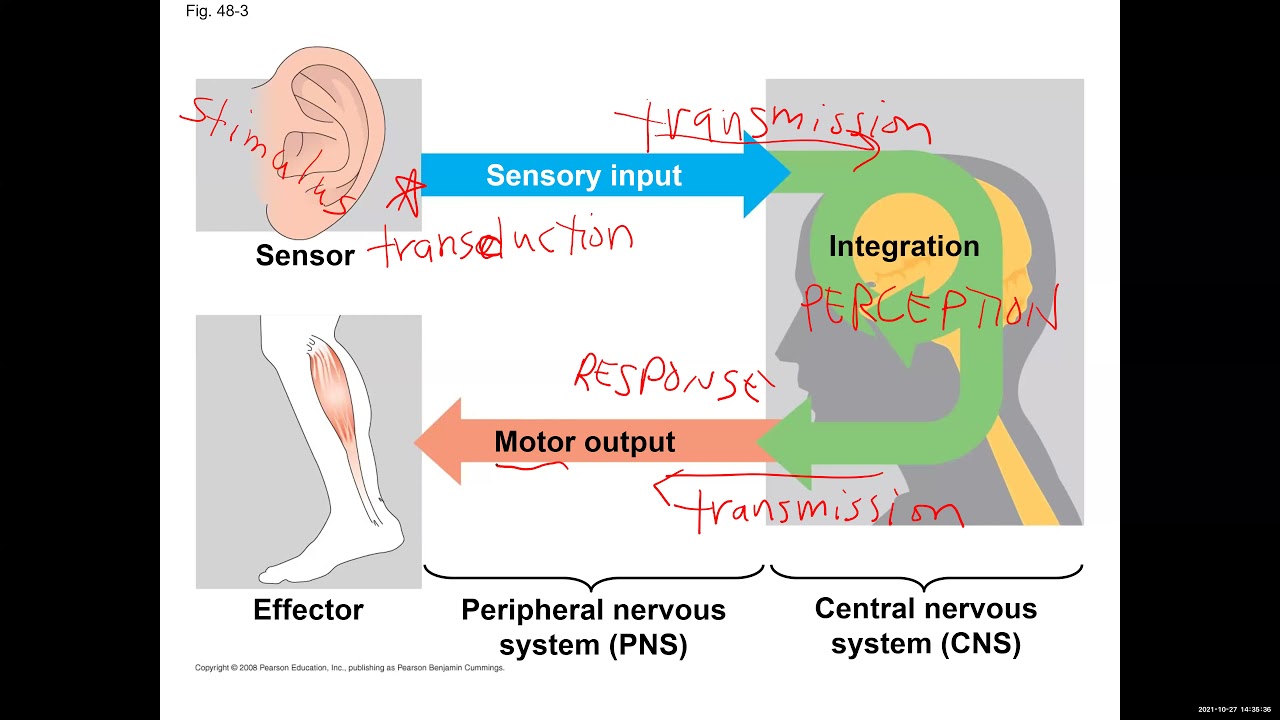 Video Lecture: Nerves & Muscles
