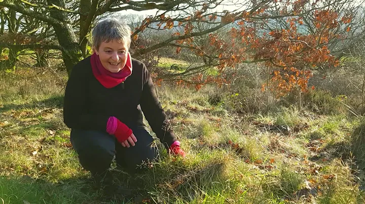 Christine Sanders Poetry: Wise Grass