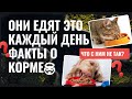 Шок! 🤯 Узнай, чем мы кормим наших питомцев! 🫣