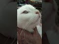 Am I Cute 🥰🥺 Enough #enjoy #cat #youtube #pets # lover 💘 #funny