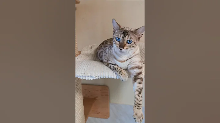 Video 7105971: snow leopard bengal, exotic leopard, baby snow leopard