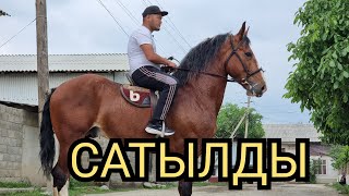 💥БАРОН  💥 1.70 cm  Акжолдон Сатууга Чыкты  МАШАЛЛАХ Жетишкен Алат