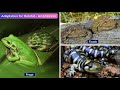 Adaptation and Habitat Quiz