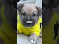 Small Dogs Rescued From Freezing 🥺