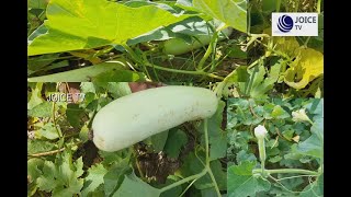 வீட்டுத் தோட்டம் சுரைக்காய் வளர்ப்பு / Home garden zucchini cultivation