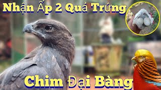 Nhận Ấp 2 Quả Trứng Chim Đại Bàng Và Phân Biệt Chim Trĩ  /Nhân Tạ Mốt