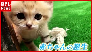 日本初公開の舞台ウラ！「スナネコ」の赤ちゃん誕生『動物園＆水族館 感動の瞬間』（2021年2月5日放送「news every.」より）