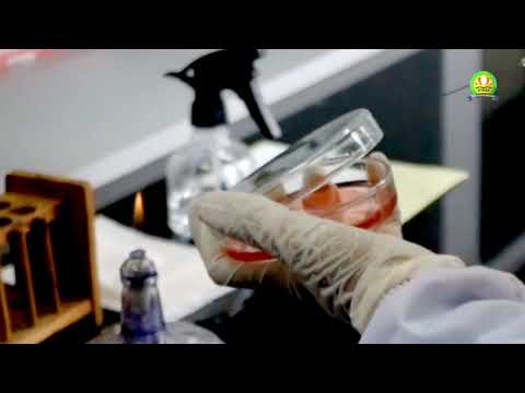 Video: Dapatkah staphylococcus saprophyticus memfermentasi manitol?