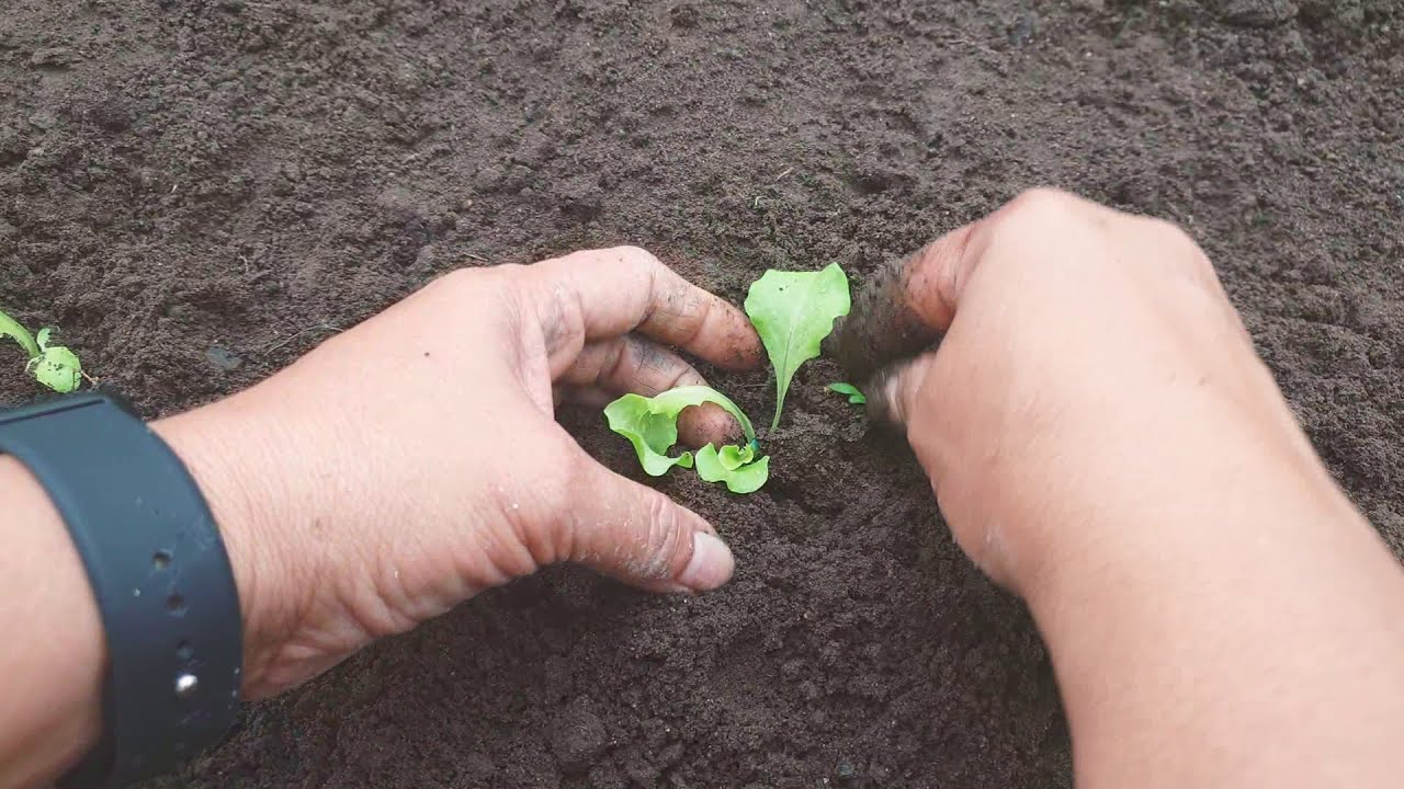 How To Grow Lettuce Transplanting Lettuce Seedling Youtube