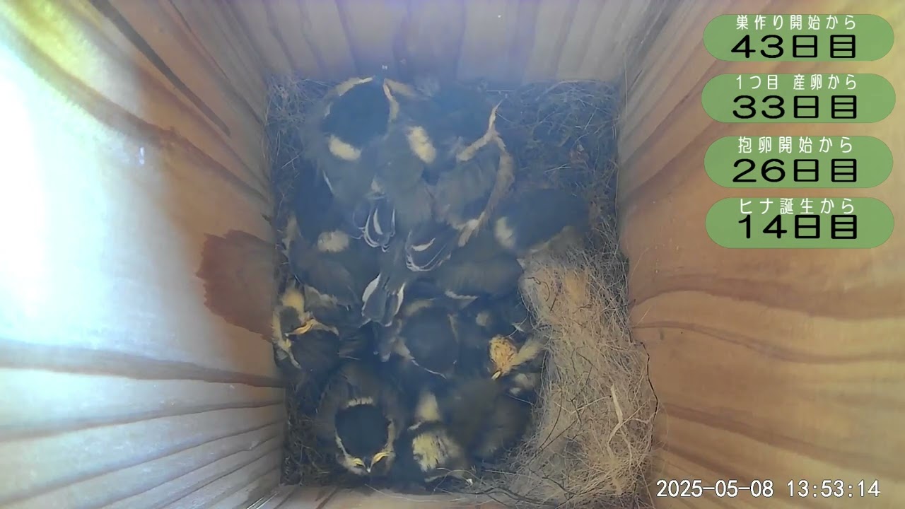 野鳥観察】2025 05 08 シジュウカラ巣箱 - YouTube
