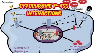 cytochrome p 450 interactions