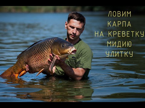 Видео: Ловим карпа на натуральную насадку. Креветка/Мидия/Улитка.