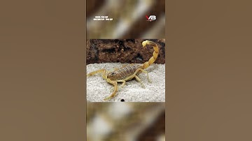 Thuốc ung thư đột phá từ nọc độc bọ cạp