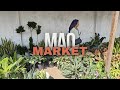 Lets explore mao market in imphal its a paradise for flower lovers and organic vegetables