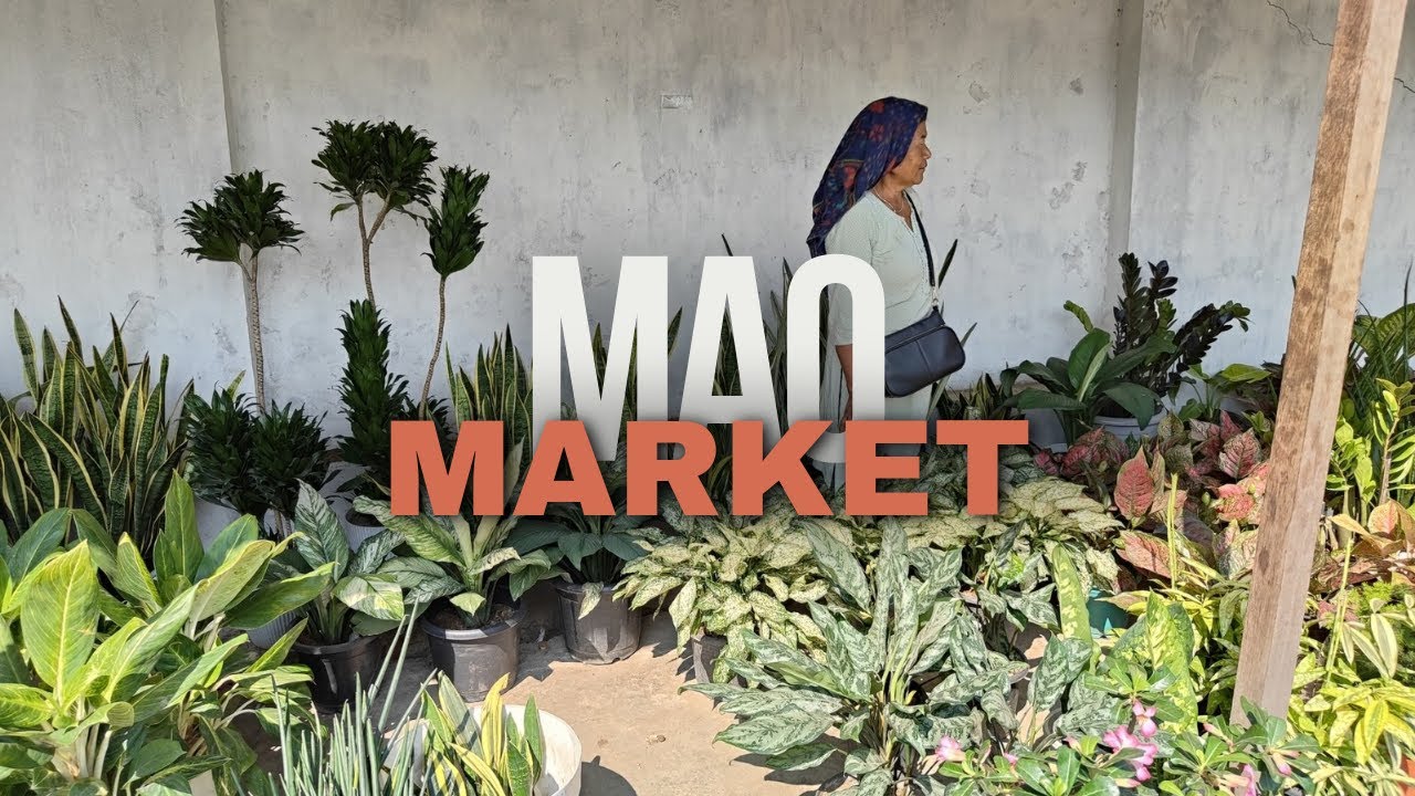 LET'S EXPLORE MAO MARKET IN IMPHAL. ITS A PARADISE FOR FLOWER LOVERS AND ORGANIC VEGETABLES.