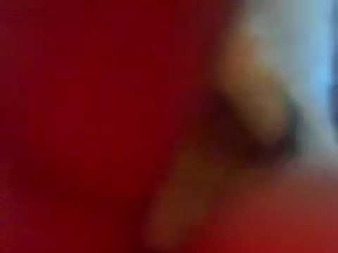 المادح نافع في مديح شيخ البرعي في مدحة يامن رمت هدي ونور