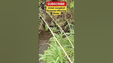 Mancing ikan Wader #mancing #mancingikanwader #mancingwader #ikanwader #viral #viralvideo #shorts