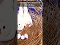 5 interesting finches facts #shorts #trending #finches