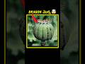 🔥 Opium Plant in Dragon Movie explained | NTR DRAGON