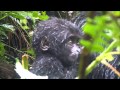 Baby mountain gorilla and silverback at Bwindi forest