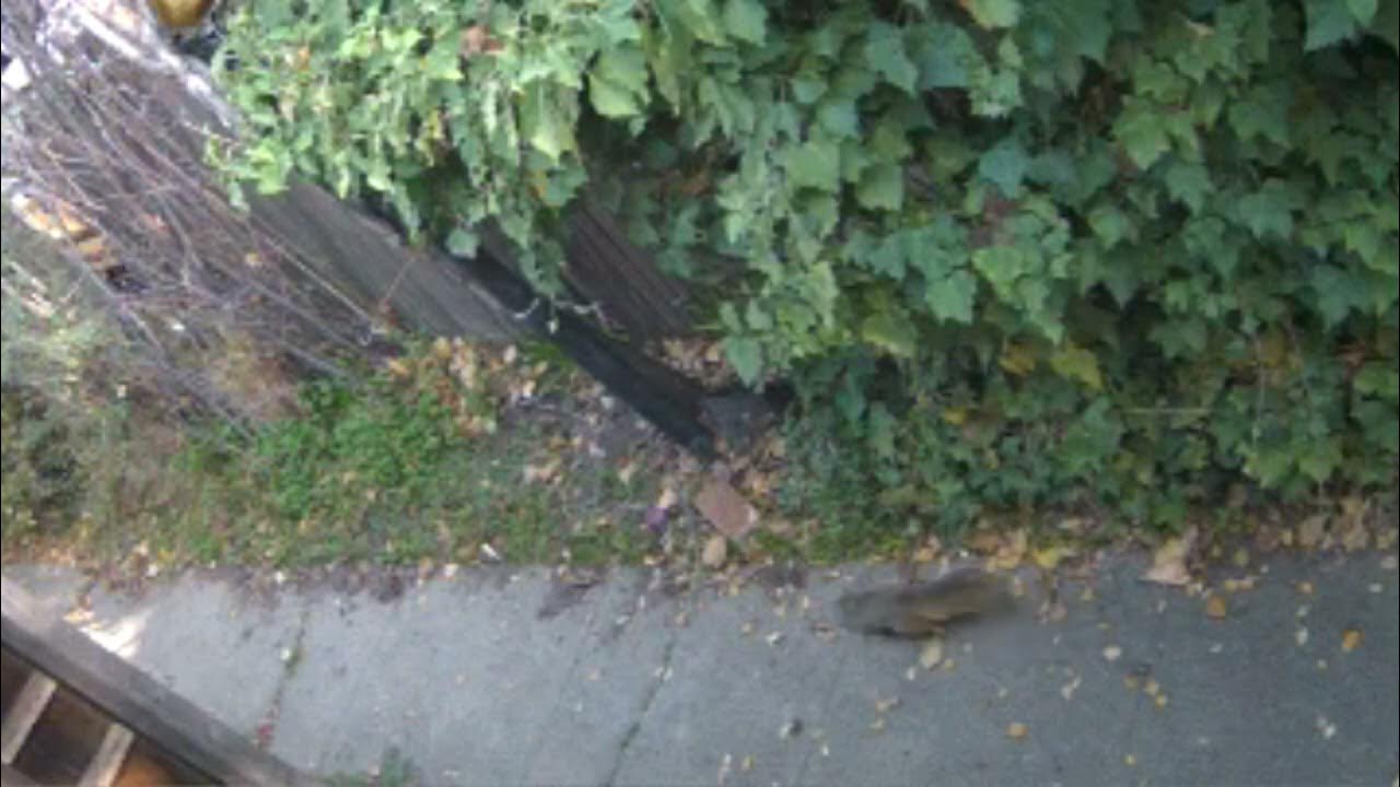 Squirrel Security video with calming nature sounds YouTube