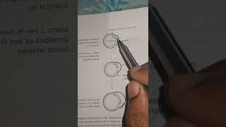 REPLICATION OF MITOCHONDRIAL DNA / D-LOOP