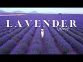 LOST IN PURPLE PARADISE - A Visual Journey Through Valensole&#39;s Lavender Fields
