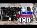 Panduan Pembesaran Anak Ayam | Hidup 100% | Berhasil Beternak