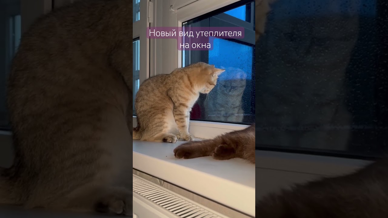 Утеплили окно котиками!! Очень удобно 