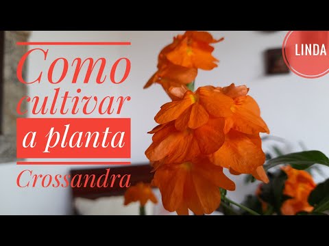 Vídeo: Crossandra Ondulado (Crossandra) - Beleza Dos Trópicos Crescendo Em Um Apartamento