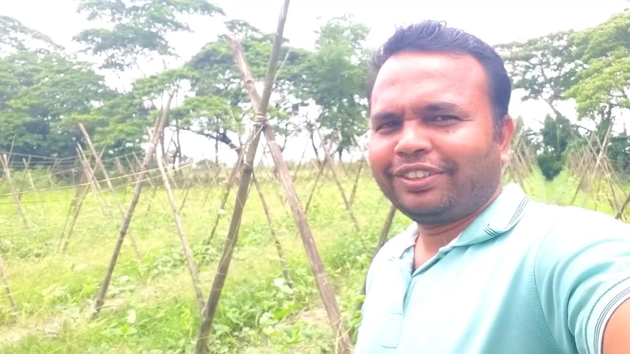 বরবটি চাষকরা সহজ এবং লাভজনক ।