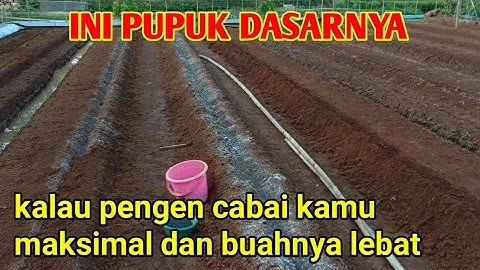PUPUK DASAR CABAI MERAH KERITING YANG BENAR || TIGA PUPUK INI MEMBUAT CABAI CEPAT SUBUR