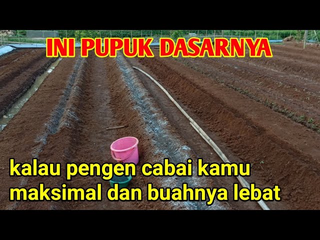 Rahasia Panen Cabai Melimpah Terungkap!