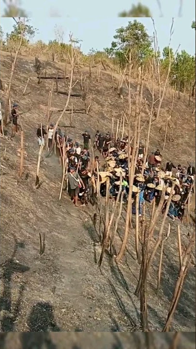 menanam padi huma suku baduy #shorts